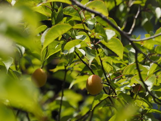 apricots on the tree