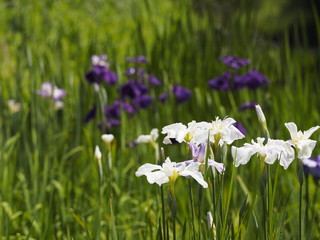 Fototapeta premium iris in the garden