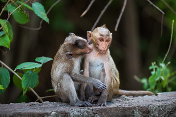 Two little monkeys that are playing.