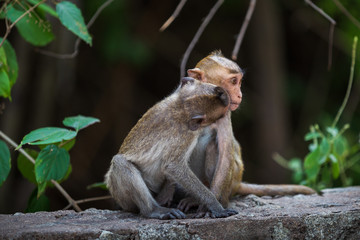Two monkeys are in love.