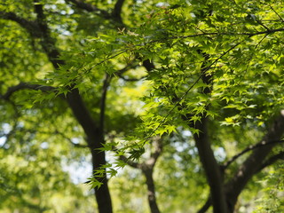 green maple leaves