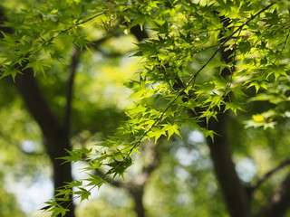 green maple leaves