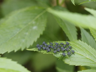 stink bugs on the leaf