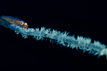 Whip Coral Goby Underwater