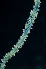 Fototapeta premium Whip Coral Shrimp