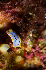 Nudibranch Seaslug with Rhinosphores lurking on Ocean Sea Floor of Izu, Japan