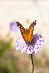 butterfly on flower