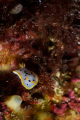 Nudibranch Seaslug with Rhinosphores lurking on Ocean Sea Floor of Izu, Japan