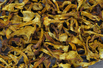 Background surface of dry yellow chanterelles mushrooms