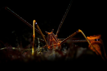 Ortmann's Spider Crab Lobster Posing Underwater