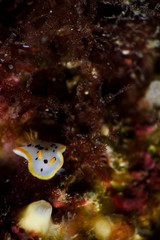 Nudibranch Seaslug with Rhinosphores lurking on Ocean Sea Floor of Izu, Japan
