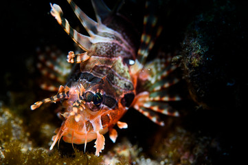 Close up Photo Underwater of Rockfish
