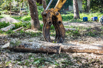 Obraz premium Tree cut lumber industry with truck