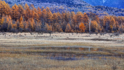 晩秋の小田代原