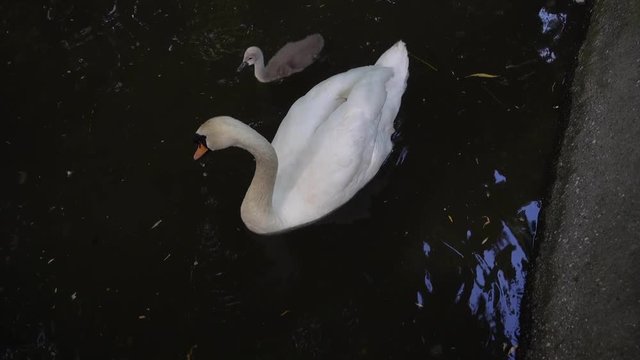 4K Swan finds food underwater with baby by her side