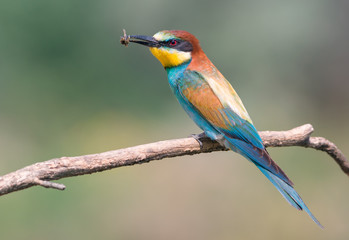 European bee-eater with insect prey