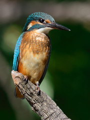 Common kingfisher (Alcedo atthis)