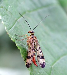 Gemeine Skorpionsfliege - Insekt des Jahres 2018