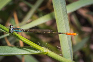 close-up dragonfly on grass leaf, macro dragonfly on green grass, macro of insect