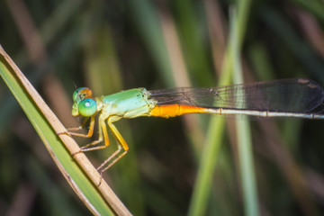 close-up dragonfly on grass leaf, macro dragonfly on green grass, macro of insect