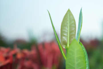 the leaf close-up, the tree growing, tree leaf close-up, nature background