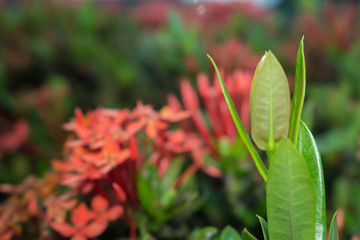 the leaf close-up, the tree growing, tree leaf close-up, nature background