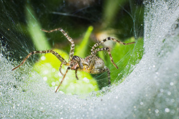 macro spider on web, macro insect, animal in wildlife, spider in wild