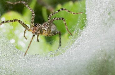 macro spider on web, macro insect, animal in wildlife, spider in wild