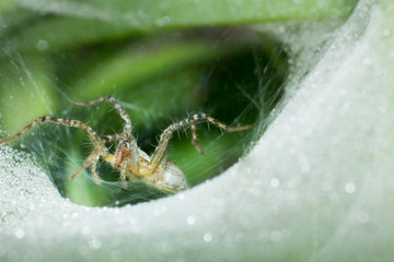 macro spider on web, macro insect, animal in wildlife, spider in wild