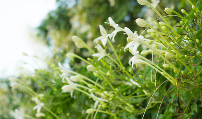 macro flower, the grass flower in macro view, wildflower close-up, wildflower