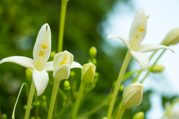 macro flower, the grass flower in macro view, wildflower close-up, wildflower