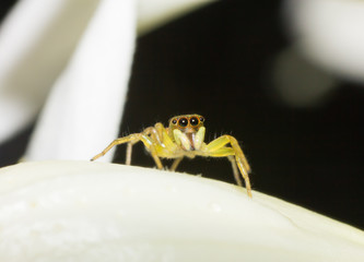 macro spider, macro insect, animal in wildlife, spider in wild
