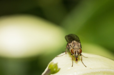 housefly on flower