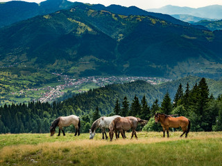 Fototapeta na wymiar Wild landscape with horses in summer season into the mountains. Wild landscape with horses in summer season into the mountains
