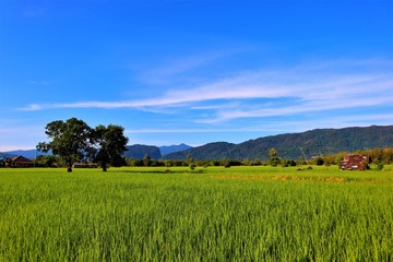 landscape with green field and blue sky