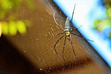 spider on web