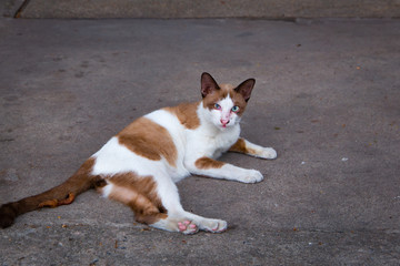 cat-White-brown cat Sleep, relax on the cement floor;blue eyes looking.