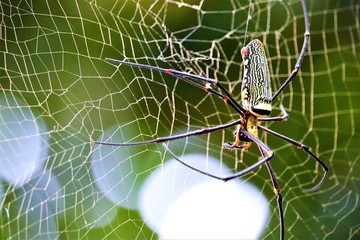 spider
