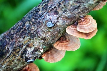 Obraz premium mushroom