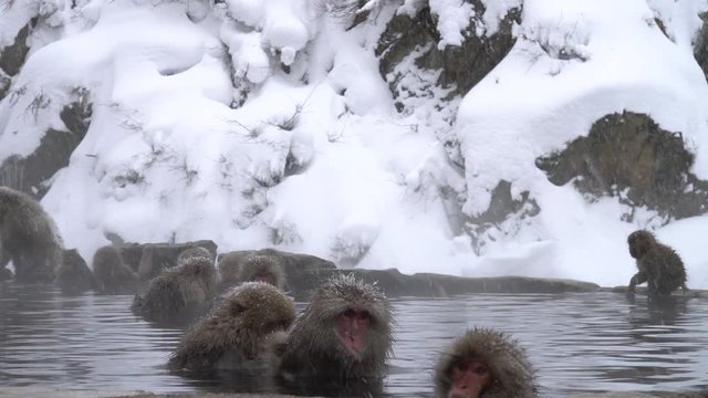 温泉でくつろぐニホンザル(snow monkey)