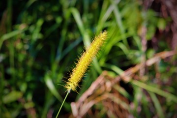 caterpillar on a blade of grass