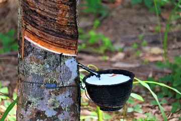 rubber tree