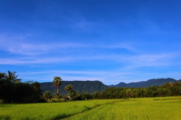 landscape with green field and blue sky