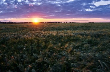 Obraz premium sunset over green field