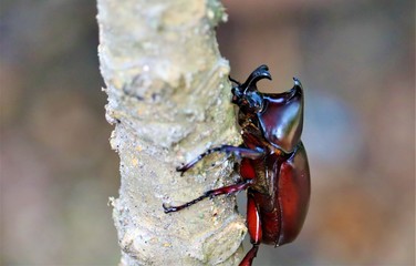 beetle on tree
