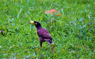  Mynas