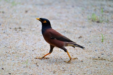  Mynas