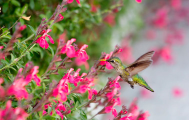 Hummingbird. The smallest bird on the globe is a Hummingbird. It is called 