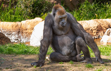 Gorilla. Gorilla is the largest representative of the family of monkeys. Since they are...