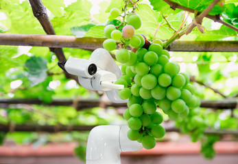 smart robotic farmers grape in agriculture futuristic robot automation to work increase efficiency